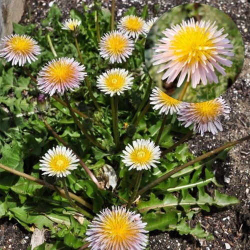 Taraxacum pseudoroseum - Roosa võilill